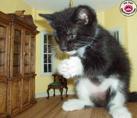 petit chat deviendra grand